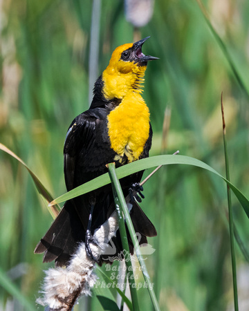 Yellow-headed Blackbird