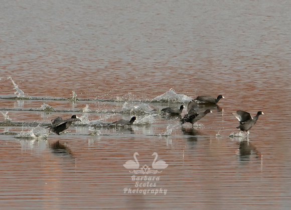 American Coots in a Panic