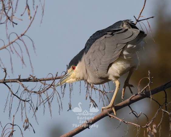 Black-crowned Night Heron