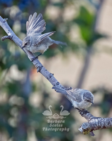 Bushtit