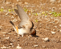 Cliff Swallow