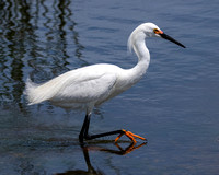 Snowy Egret