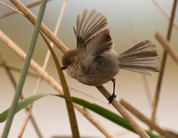 Bushtit
