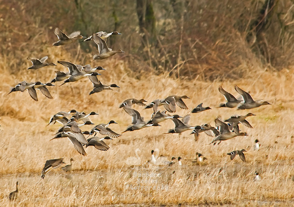 Pintail Ducks