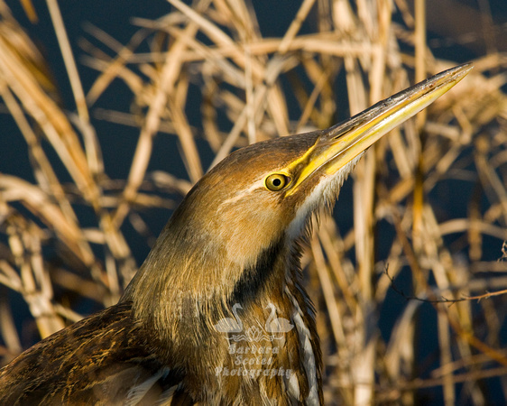 American Bittern