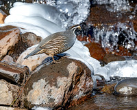 California Quail