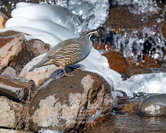 California Quail
