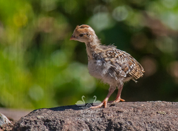 California Quail