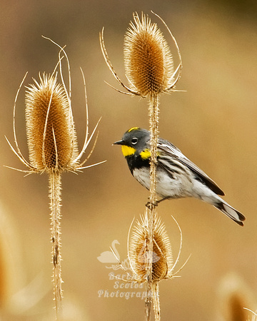 Yellow Rumped Warbler Perched on Teasel