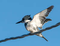 Belted Kingfisher