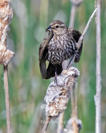 Red-winged Blackbird