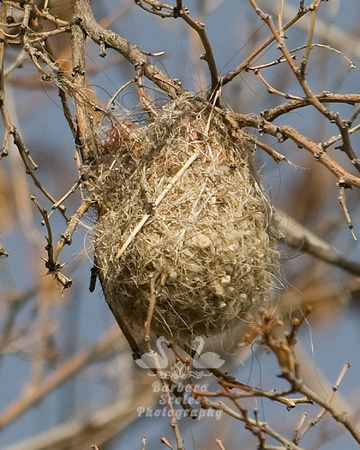 Bullock's Oriole Nest From a Previous Year