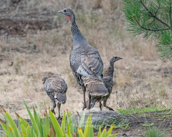 Wild Turkeys