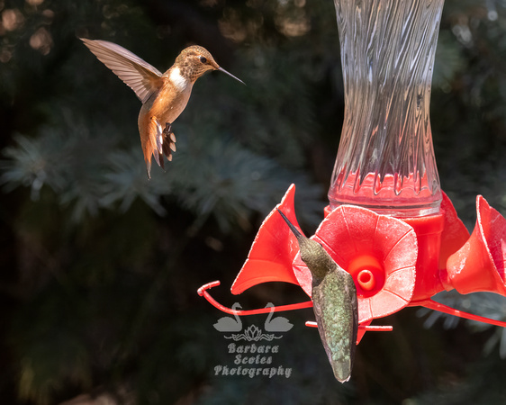 Rufous Hummingbird