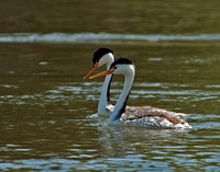 Courting Clark's Grebes