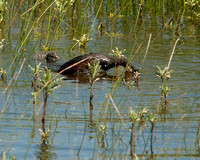 Eared Grebes With Young
