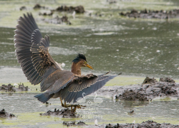 Green Heron