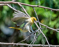 Young Bullock's Oriole