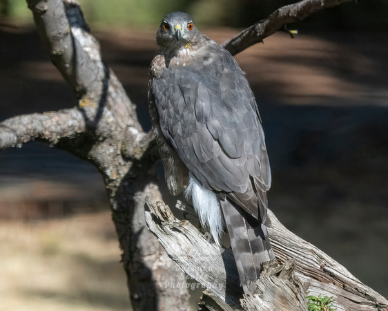 Cooper's Hawk