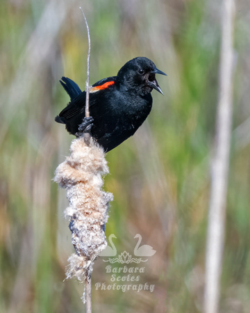 Red-winged Blackbird