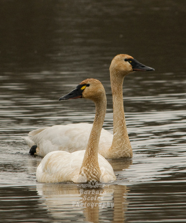 Tundra Swans