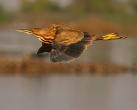 American Bittern