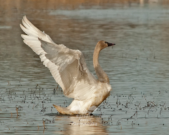 Tundra Swan