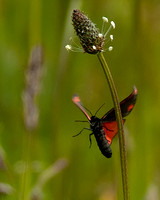 Little Red Butterfly