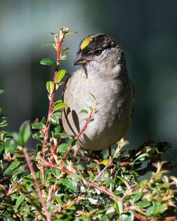 Golden-crowned Sparrow