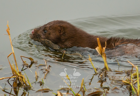 A Mink With Lunch