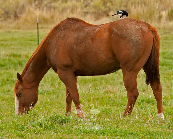 Black Billed Magpie Riding a Horse
