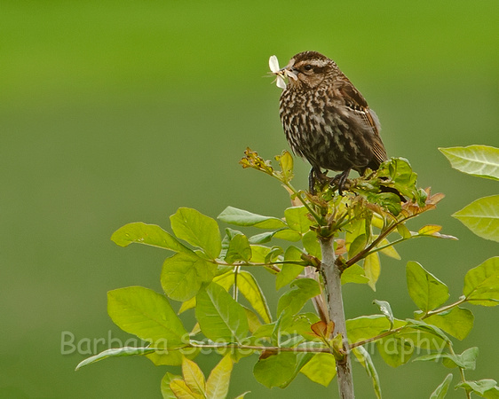 Female Red Winged Blackbird With Food for Her Babies