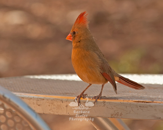 Female Northern Cardinal