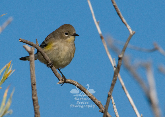 Yellow Rumped Warbler