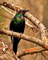 A Type of Starling
