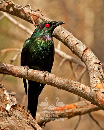 A Type of Starling