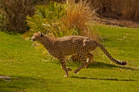 Cheetah Stalking and Chasing a Rabbit-The Rabbit Got Away