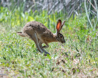 Jackrabbit