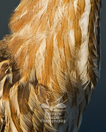 American Bittern